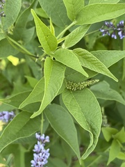 Orbexilum onobrychis