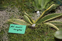 Phalaenopsis amabilis