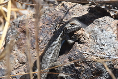 Sceloporus occidentalis becki