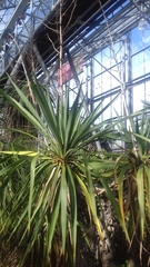 Yucca gloriosa tristis