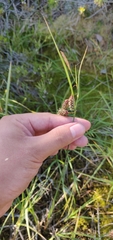 Carex magellanica