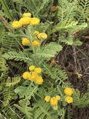 Tanacetum bipinnatum