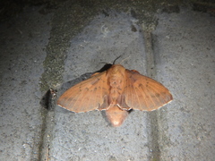 Phyllodesma joannisi