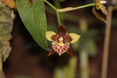 Rhynchostele maculata