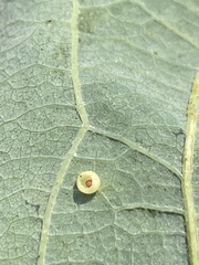 Phylloteras volutellae