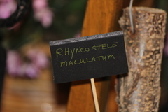 Rhynchostele maculata