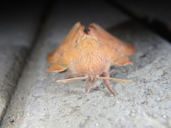 Phyllodesma joannisi