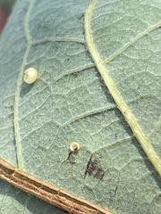 Phylloteras volutellae