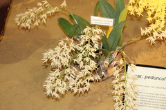 Dendrobium speciosum pedunculatum