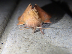 Phyllodesma joannisi