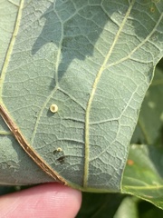 Phylloteras volutellae