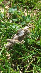 Prionosthenus galericulatus