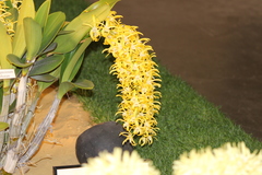 Dendrobium speciosum grandiflorum