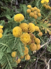 Tanacetum bipinnatum
