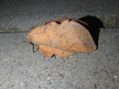 Phyllodesma joannisi