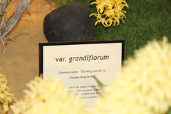 Dendrobium speciosum grandiflorum