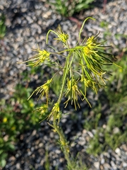 Descurainia sophioides