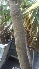 Yucca gloriosa tristis