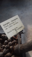 Yucca gloriosa tristis