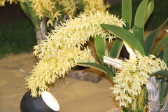 Dendrobium speciosum curvicaule