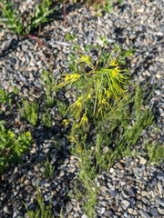 Descurainia sophioides