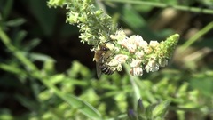 Colletes