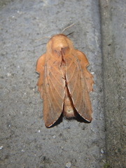 Phyllodesma joannisi