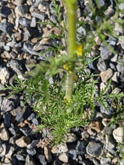 Descurainia sophioides