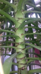 Dracaena ellenbeckiana