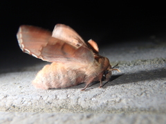 Phyllodesma joannisi