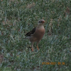 Acridotheres leucocephalus