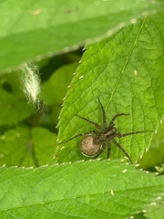 Pardosa agricola