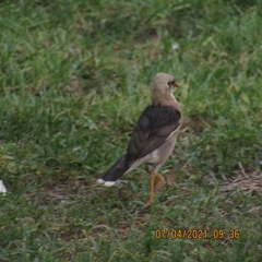 Acridotheres leucocephalus