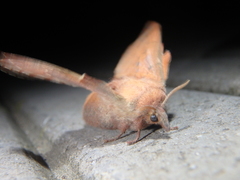 Phyllodesma joannisi