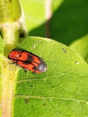 Tetraopes melanurus