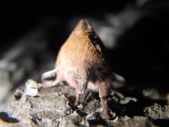 Phyllodesma joannisi