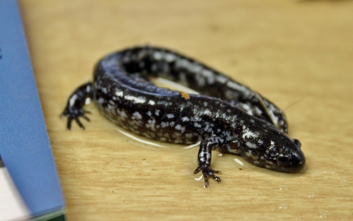 Unisexual Mole Salamander