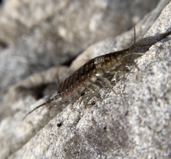 Ligia glabrata