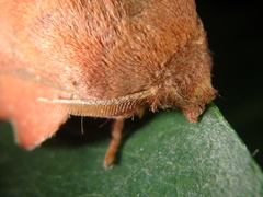 Phyllodesma joannisi