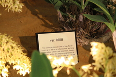 Dendrobium speciosum hillii