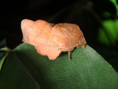 Phyllodesma joannisi