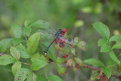 Gomphurus
