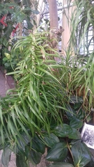 Dracaena ellenbeckiana