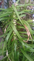 Dracaena ellenbeckiana