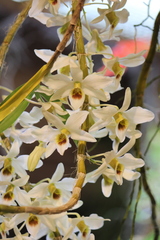 Dendrobium heterocarpum