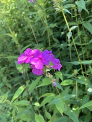 Phlox glaberrima
