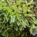 Yellow Feather-Moss - Photo (c) Pasquale Buonpane, some rights reserved (CC BY-NC), uploaded by Pasquale Buonpane