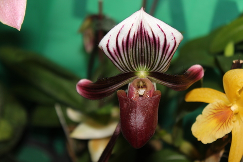 Bearded Paphiopedilum (Paphiopedilum barbatum)