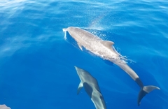 Delphininae