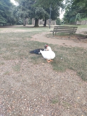 Cairina moschata domestica